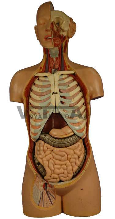 Anterior View